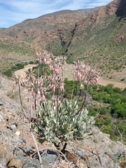Cotyledon orbiculata