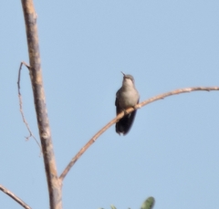 Cynanthus latirostris