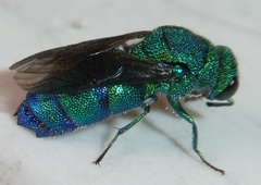 Chrysis conica