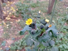 Sonchus oleraceus