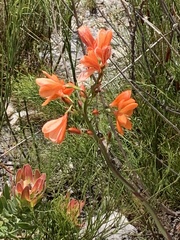 Pillansia templemannii