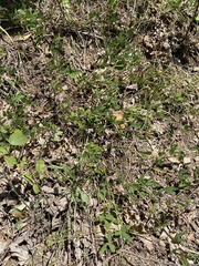 Lespedeza × brittonii