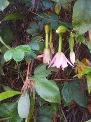 Passiflora tarminiana