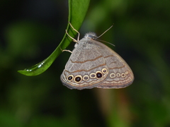 Hermeuptychia hermes
