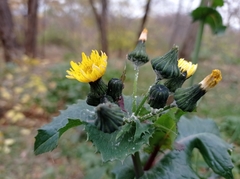 Sonchus oleraceus
