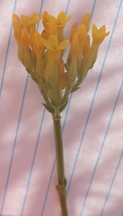 Sebaea sedoides