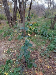 Sonchus oleraceus
