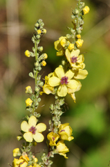 Verbascum chaixii
