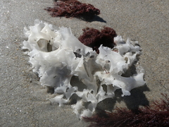 Chondrus crispus