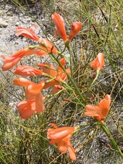 Pillansia templemannii