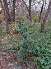 Sonchus oleraceus