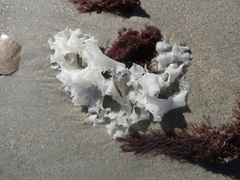 Chondrus crispus