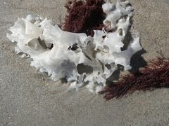 Chondrus crispus