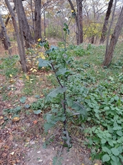 Sonchus oleraceus