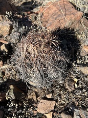 Echinocactus horizonthalonius