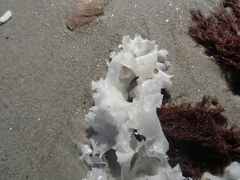 Chondrus crispus