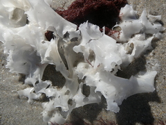 Chondrus crispus