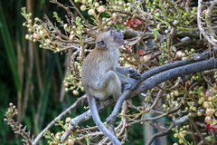 Macaca fascicularis