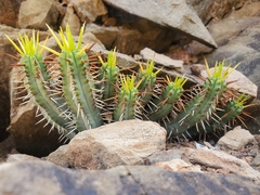 Euphorbia heptagona