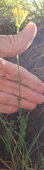 Sebaea sedoides