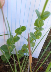 Sebaea sedoides