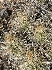 Echinocereus stramineus