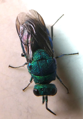 Chrysis conica