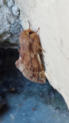 Ptilophora plumigera