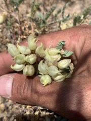 Astragalus lentiginosus salinus