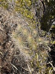 Echinocereus stramineus