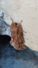 Ptilophora plumigera