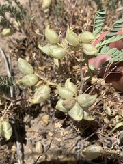 Astragalus lentiginosus salinus