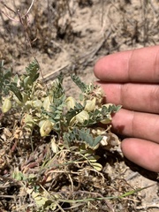 Astragalus lentiginosus salinus