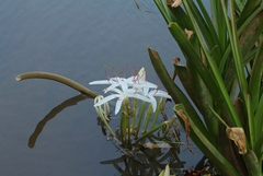Crinum viviparum