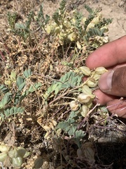 Astragalus lentiginosus salinus