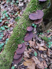 Daedaleopsis tricolor