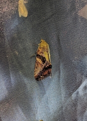 Odontodes pallidifimbria