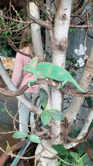 Chamaeleo calyptratus