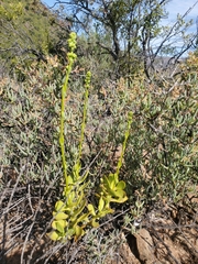 Crassula cultrata