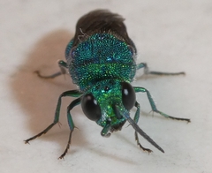 Chrysis conica