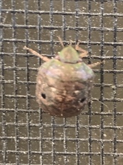 Diolcus chrysorrhoeus