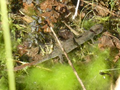 Triturus carnifex