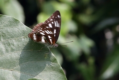 Limenitis sulpitia