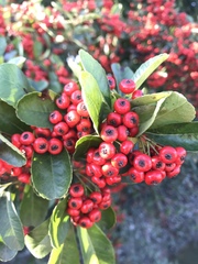 Pyracantha