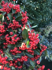 Pyracantha