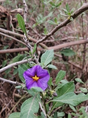 Lycianthes lycioides