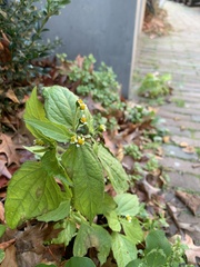 Galinsoga quadriradiata