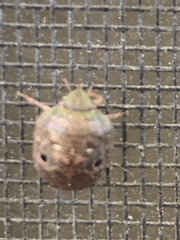 Diolcus chrysorrhoeus