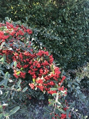 Pyracantha