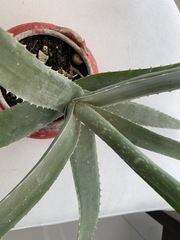 Aloe vera